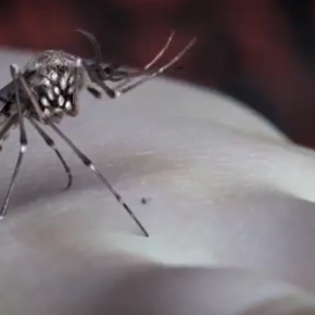 YYYs Mosquito